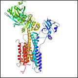 Calcium ATPase